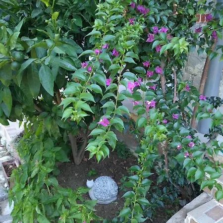 Kalamaki Agacli (Aydin)